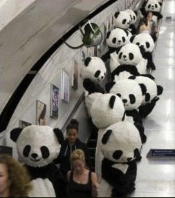 funny-panda-bear-costume-stairs1.jpg